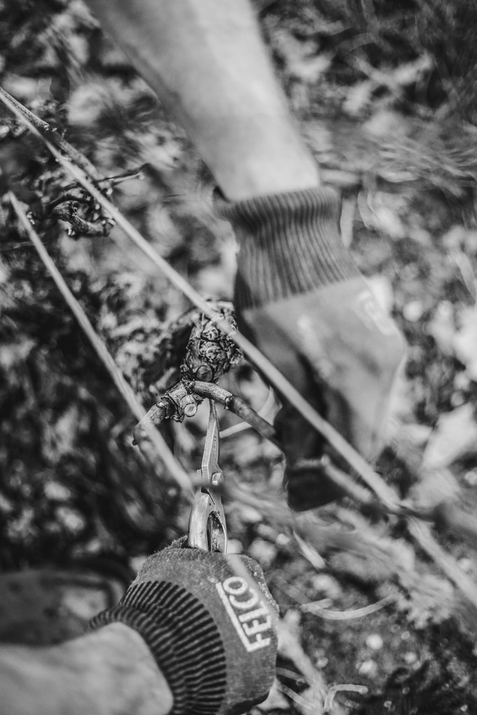 employés qui travaille dans les vignes