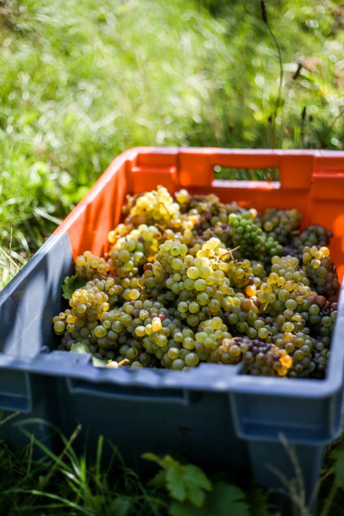 photo d'une caisse de raisins