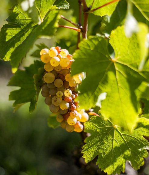 photo de raisin dans les vignes